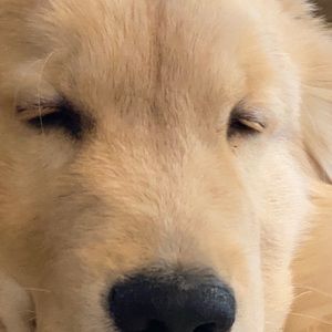 Meet your Posher, Bridget